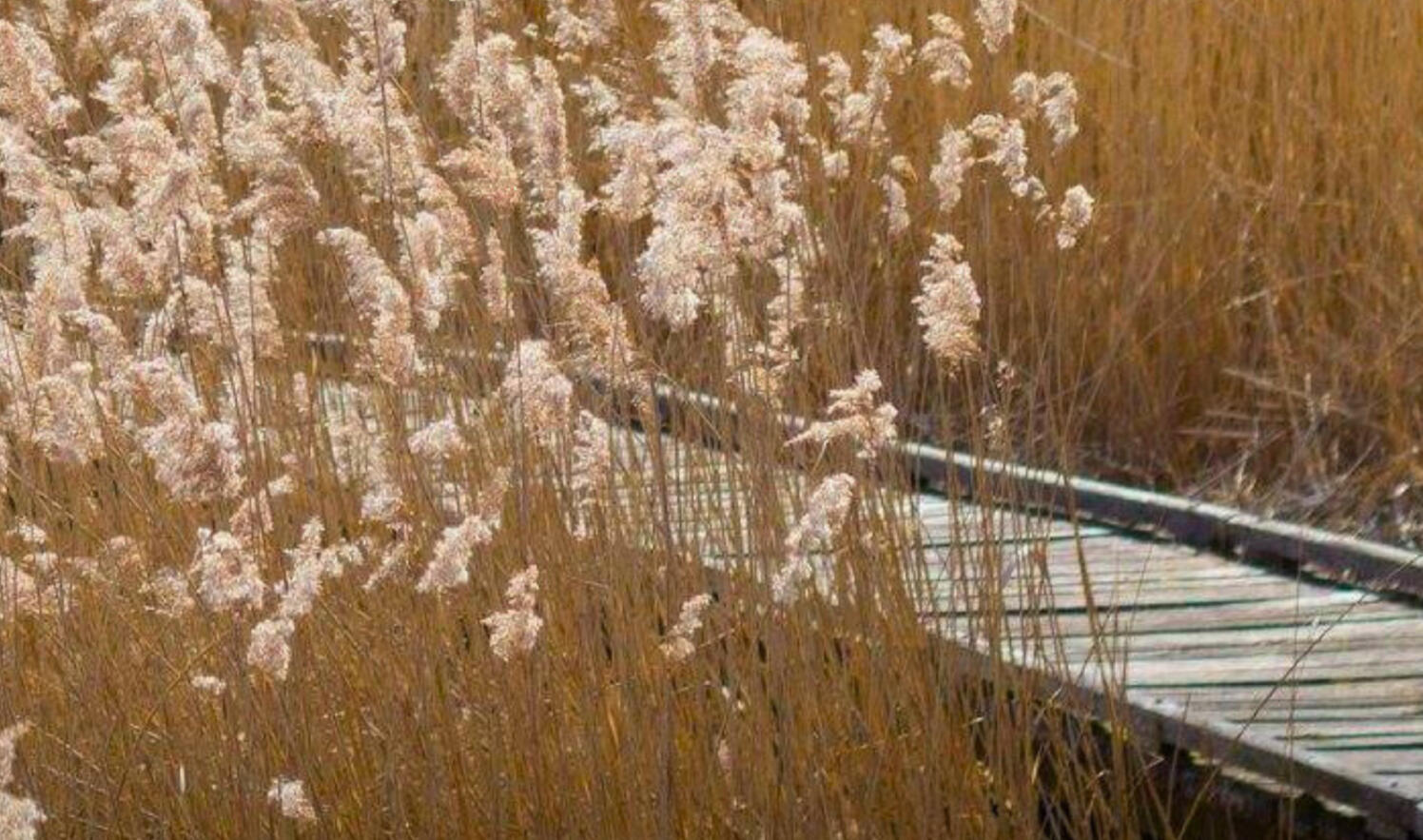 Chemin vers la lumière Envole-toi, mon Amour & Reste avec moi